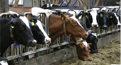 RCR新文：五大湖地区畜牧设施磷回收的激励政策分析