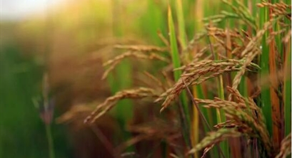 RCR新文：构建包含农业生物质和粮食系统的中国混合多区域投入产出模型