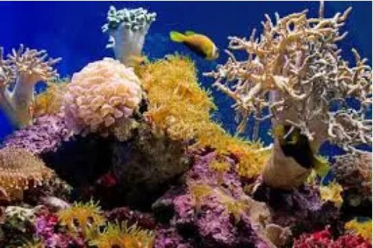 马克龙10 马克龙10