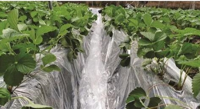 系列报道④丨专访农业农村部农膜污染防控重点实验室主任严昌荣：农膜治理既要环境友好，也要经济可行