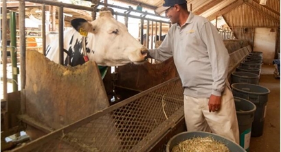 【研究】在牛饲料中加入微量海藻可以降低82%的甲烷排放