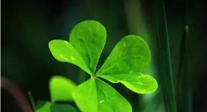 急死的中国人（精辟）