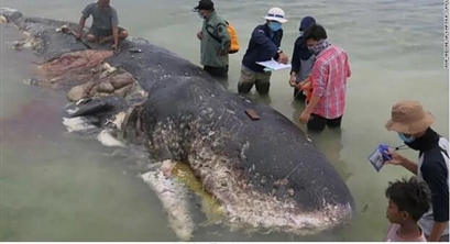 假如人类不再使用塑料，世界会变好吗？