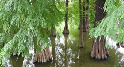 我国森林面积34.6亿亩，草地面积39.68亿亩生态产品总价值量为，每年28.58万亿元