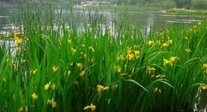 河道流域综合治理中人工湿地技术的运用研究