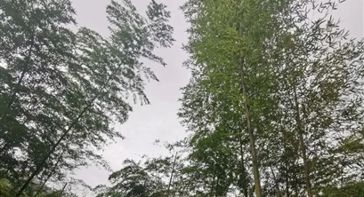 安庆推进六大森林行动，今年林业总产值将突破600亿元