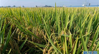 中国这一成果，凭何入选《科学》2022年度十大突破？