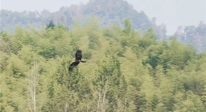 江西省加快推进林业碳汇价值实现