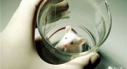 动物模型研究表明——微塑料可在摄入两小时后进入大脑