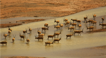 西藏林草局:着力创建羌塘和珠峰等国家公园