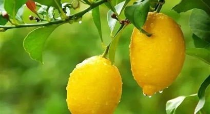 种树可以卖钱？如何开发林业碳汇？