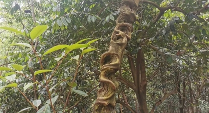 广州碳排放权交易中心累计成交林业碳普惠502万吨,成交1.15亿元